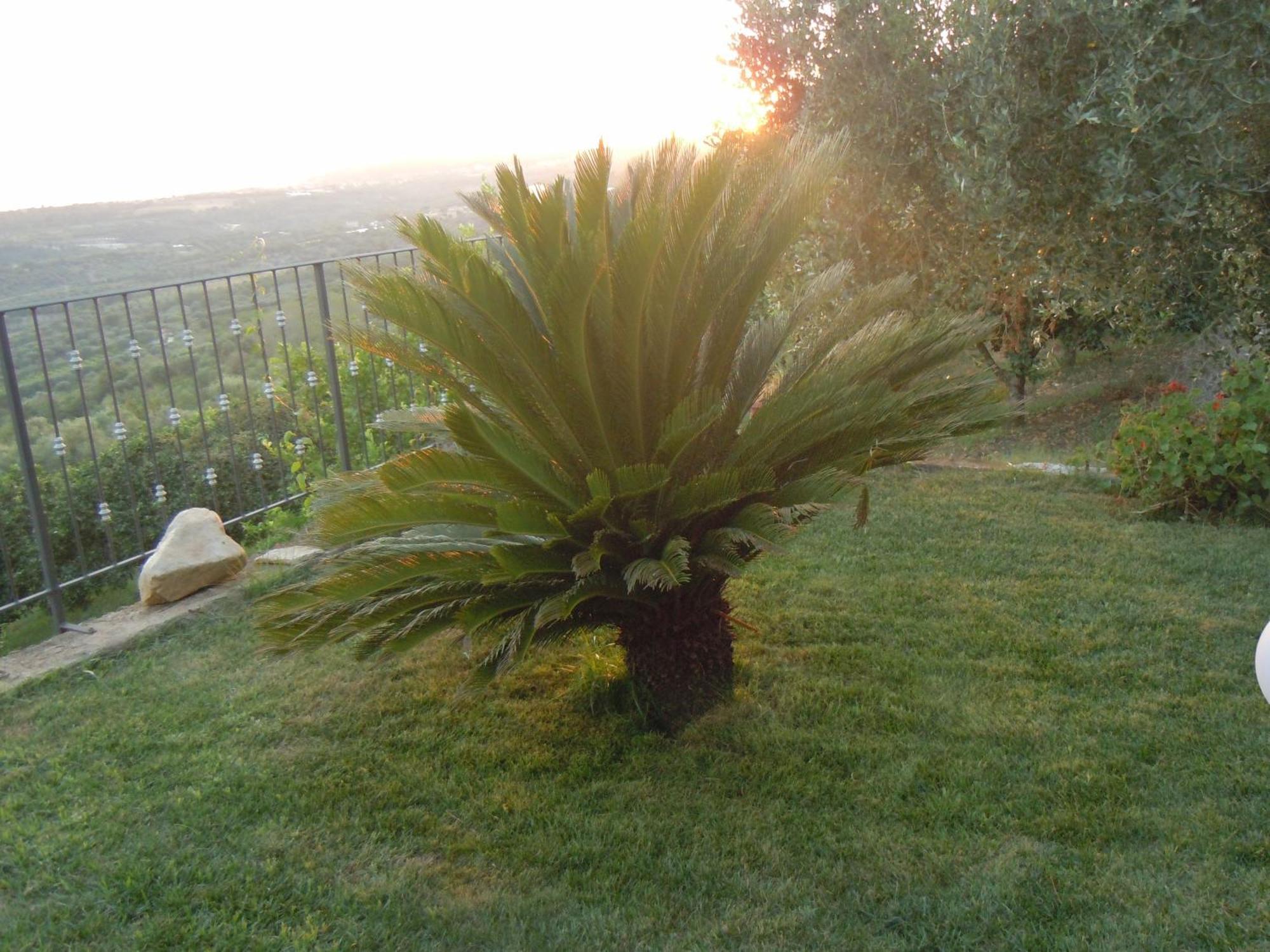 Il Colle Degli Ulivi Hotel San Calogero Luaran gambar